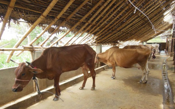 srivanadurgagoshala